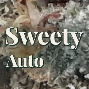 Sweety Auto Cannabis Strain