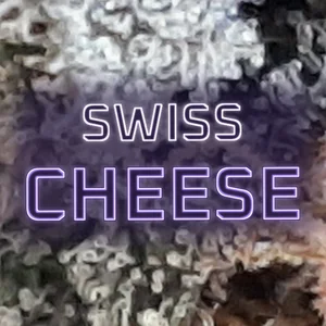 Swiss Cheese Cannabis Strain