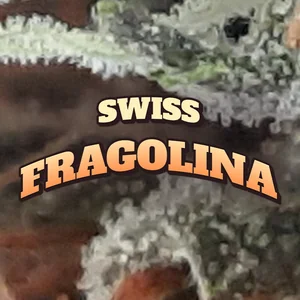 Swiss Fragolina Cannabis Strain