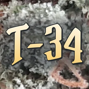 T-34 Cannabis Strain