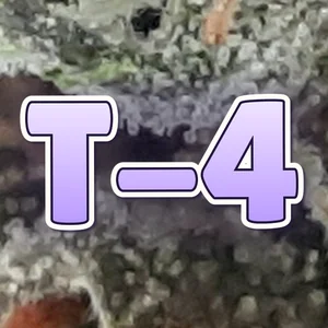 T-4 Cannabis Strain