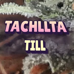 Tachllta Till Cannabis Strain