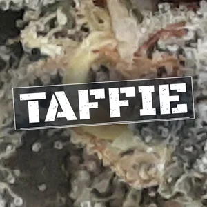 Taffie Cannabis Strain
