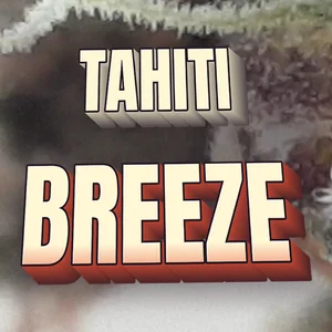 Tahiti Breeze Cannabis Strain