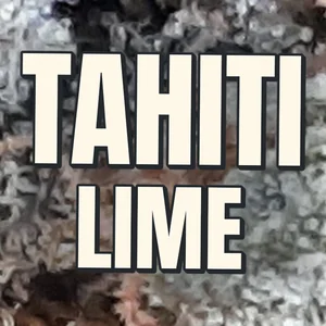 Tahiti Lime Cannabis Strain