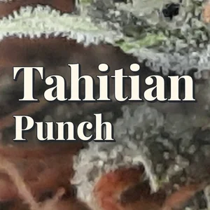 Tahitian Punch Cannabis Strain