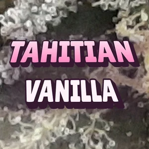 Tahitian Vanilla Cannabis Strain