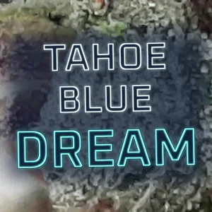 Tahoe Blue Dream Cannabis Strain