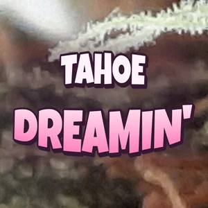 Tahoe Dreamin' Cannabis Strain