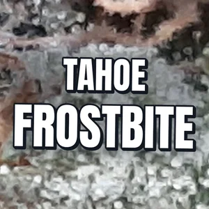 Tahoe Frostbite Cannabis Strain