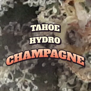 Tahoe Hydro Champagne Cannabis Strain
