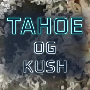 Tahoe OG Kush Cannabis Strain
