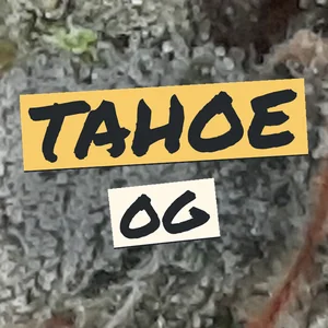 Tahoe OG Cannabis Strain