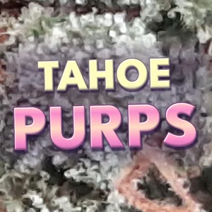 Tahoe Purps Cannabis Strain