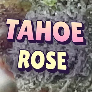 Tahoe Rose Cannabis Strain
