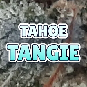 Tahoe Tangie Cannabis Strain