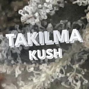 Takilma Kush Cannabis Strain