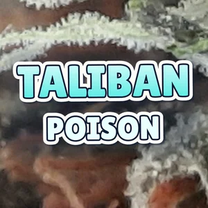 Taliban Poison Cannabis Strain