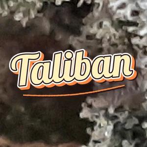 Taliban Cannabis Strain