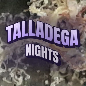 Talladega Nights Cannabis Strain