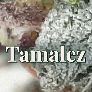 Tamalez Cannabis Strain