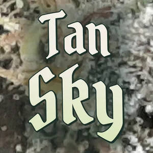 Tan Sky Cannabis Strain