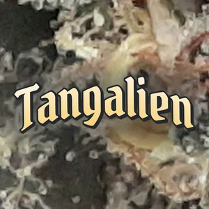 Tangalien Cannabis Strain