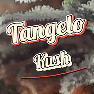 Tangelo Kush Cannabis Strain