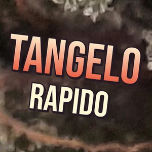 Tangelo Rapido Cannabis Strain