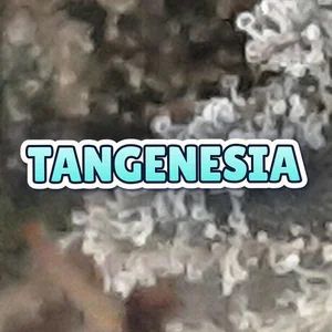 Tangenesia Cannabis Strain