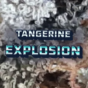 Tangerine Explosion Cannabis Strain
