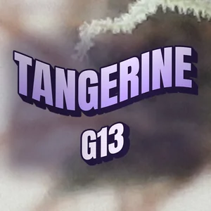 Tangerine G13 Cannabis Strain