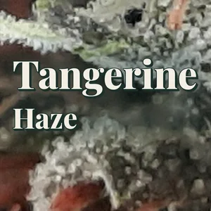 Tangerine Haze Cannabis Strain