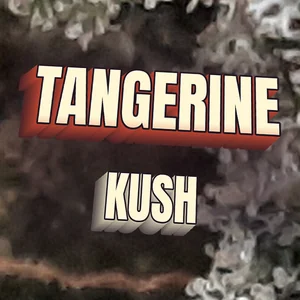 Tangerine Kush Cannabis Strain