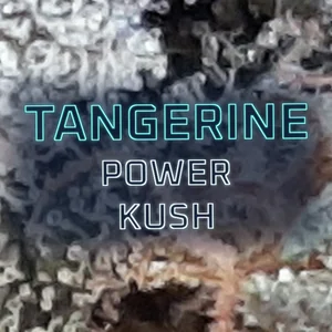 Tangerine Power Kush Cannabis Strain