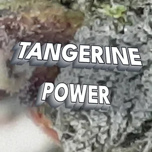 Tangerine Power Cannabis Strain