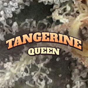 Tangerine Queen Cannabis Strain