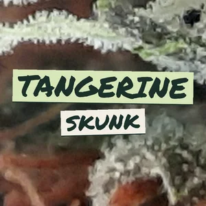 Tangerine Skunk Cannabis Strain