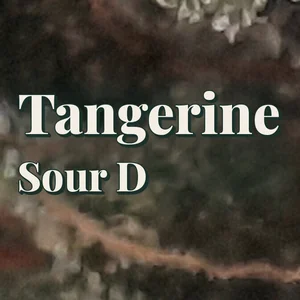 Tangerine Sour D Cannabis Strain
