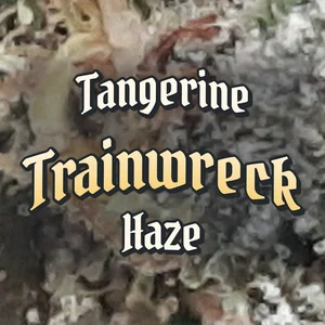 Tangerine Trainwreck Haze Cannabis Strain