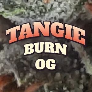 Tangie Burn OG Cannabis Strain