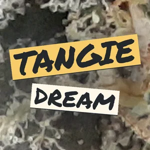 Tangie Dream Cannabis Strain