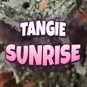 Tangie Sunrise Cannabis Strain