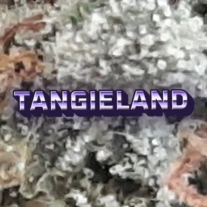 Tangieland Cannabis Strain