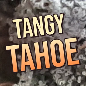 Tangy Tahoe Cannabis Strain
