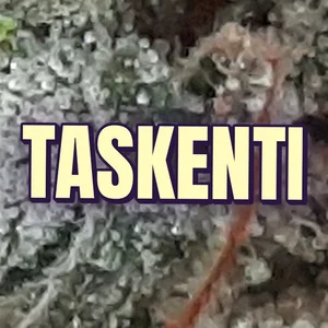 Taskenti Cannabis Strain