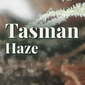 Tasman Haze Cannabis Strain