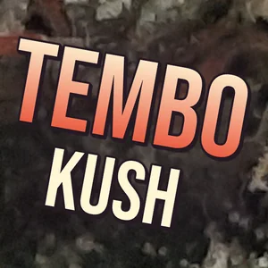 Tembo Kush Cannabis Strain