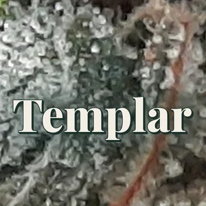 Templar Cannabis Strain