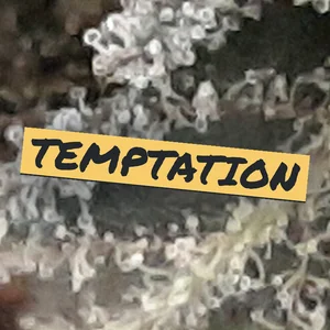 Temptation Cannabis Strain